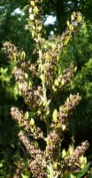 Veratrum nigrum