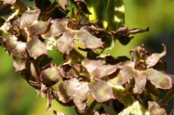 Veratrum nigrum