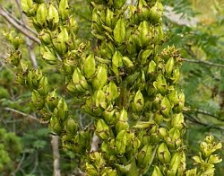 Veratrum lobelianum