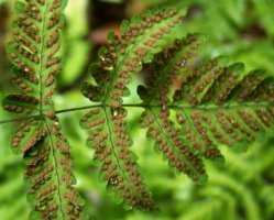 Gymnocarpium dryopteris