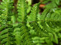 Gymnocarpium dryopteris