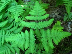 Gymnocarpium dryopteris