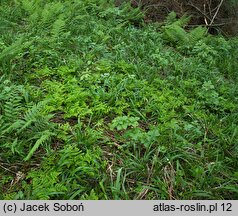 Gymnocarpium dryopteris (cienistka trójkątna)