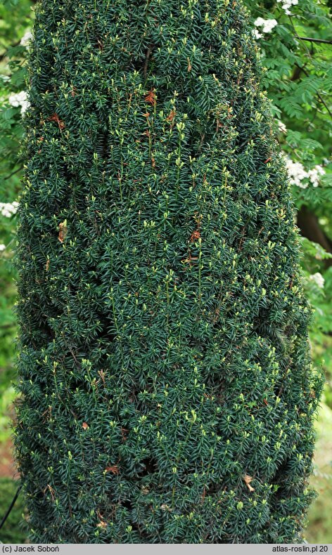 Taxus baccata Fastigiata