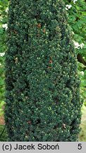 Taxus baccata Fastigiata