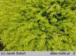 Taxus baccata Brzeg
