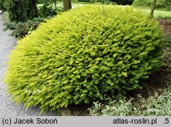 Taxus baccata Brzeg