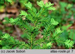 Taxus baccata Elegantissima