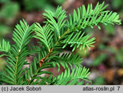 Taxus baccata Elegantissima