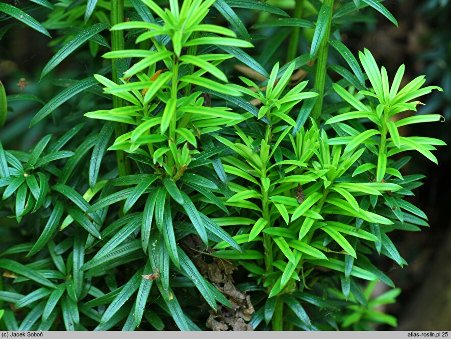 Taxus baccata Fastigiata Aureomarginata