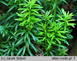 Taxus baccata Fastigiata Aureomarginata