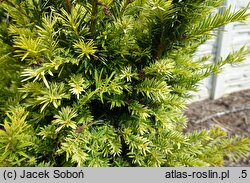 Taxus baccata Jan Paweł Wielki
