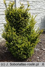 Taxus baccata Jan Paweł Wielki