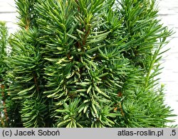 Taxus ×media Masa