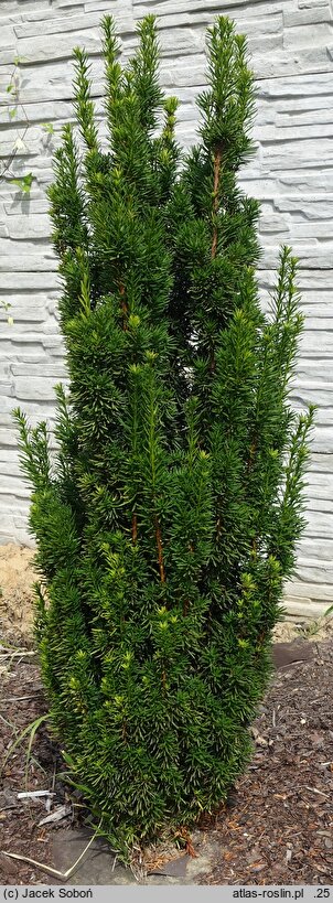 Taxus ×media Masa