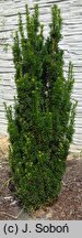 Taxus ×media Masa