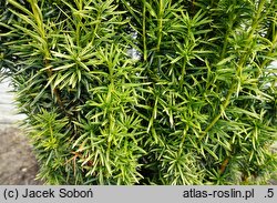 Taxus ×media Stefania