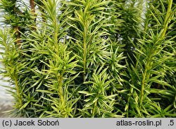 Taxus ×media Stefania