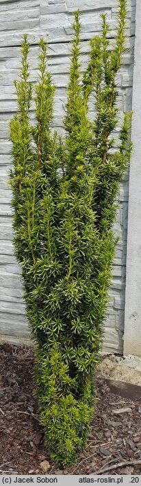 Taxus ×media Stefania