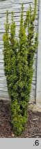 Taxus ×media Stefania