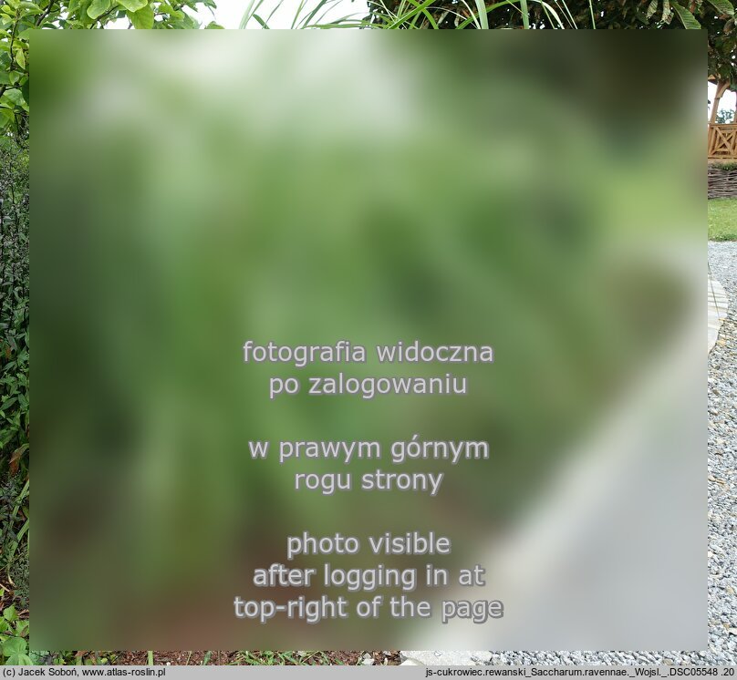 Tripidium ravennae (trzcina raweńska)