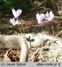 Cyclamen hederifolium (cyklamen bluszczolistny)