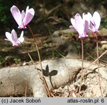 Cyclamen hederifolium (cyklamen bluszczolistny)