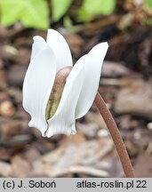 Cyclamen hederifolium (cyklamen bluszczolistny)