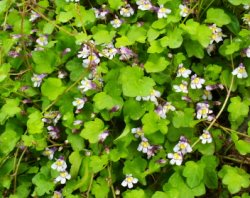 Cymbalaria muralis (cymbalaria bluszczykowata)