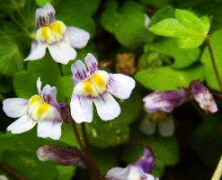 Cymbalaria muralis (cymbalaria bluszczykowata)