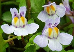 Cymbalaria muralis (cymbalaria bluszczykowata)