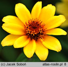 Zinnia haageana (cynia wąskolistna)