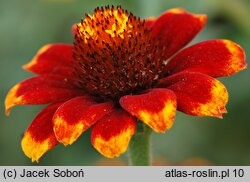 Zinnia haageana (cynia wąskolistna)