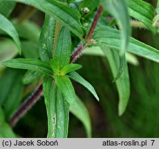 Zinnia haageana (cynia wąskolistna)