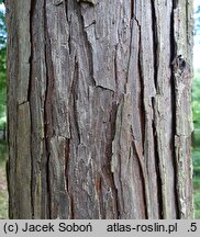 Chamaecyparis lawsoniana (cyprysik Lawsona)