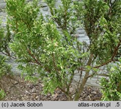 Chamaecyparis pisifera Argenteovariegata