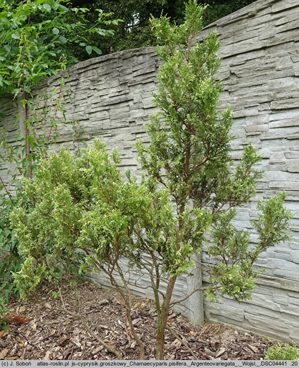 Chamaecyparis pisifera Argenteovariegata