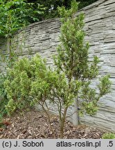 Chamaecyparis pisifera Argenteovariegata