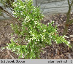 Chamaecyparis pisifera Argenteovariegata