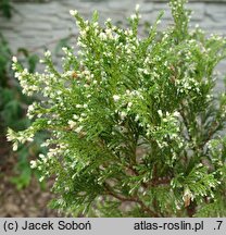 Chamaecyparis pisifera Argenteovariegata