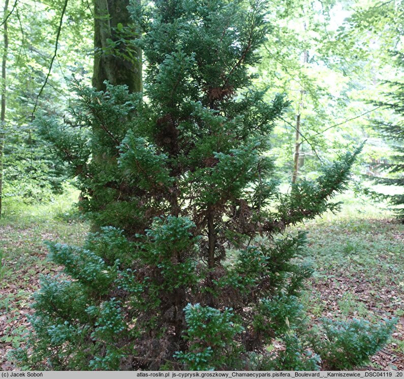 Chamaecyparis pisifera Boulevard
