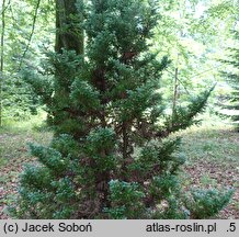 Chamaecyparis pisifera Boulevard