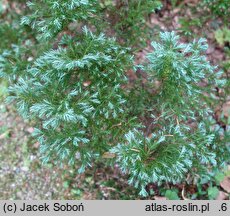 Chamaecyparis pisifera Boulevard