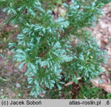 Chamaecyparis pisifera Boulevard