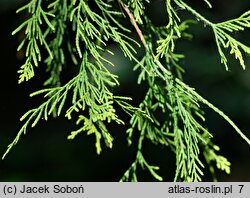 Chamaecyparis pisifera Filifera Aurea