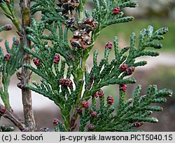 Chamaecyparis lawsoniana