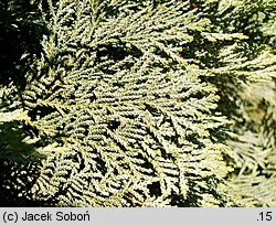 Chamaecyparis lawsoniana (cyprysik Lawsona)