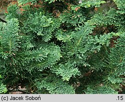 Chamaecyparis lawsoniana (cyprysik Lawsona)