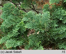 Chamaecyparis lawsoniana (cyprysik Lawsona)