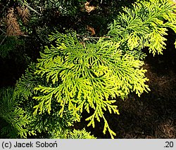 Chamaecyparis obtusa Aurea